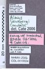 Etiketten zu Aeolus signifer (NHMW-ZOO-COL-0010024)